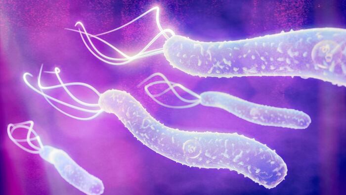 H pyloria bacteria