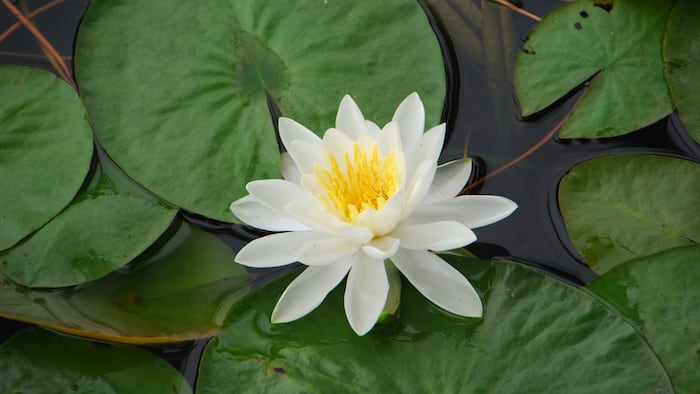Lily pad