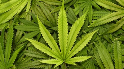 US FDA's Califf Defends Agency Work On Marijuana Rescheduling, Animal Testing