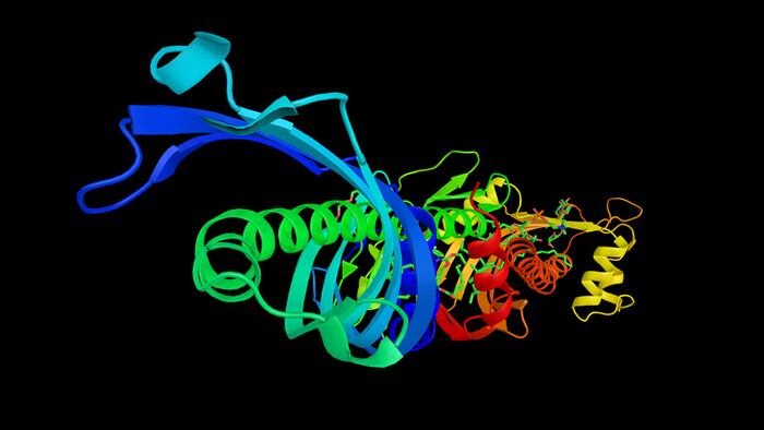 Cholesteryl ester transfer protein (3d structure) with a potential use in atherosclerosis therapy. It facilitates the transport of cholesteryl esters and triglycerides between the lipoproteins. - Illustration