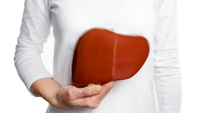 Female person holding red human liver model at white body