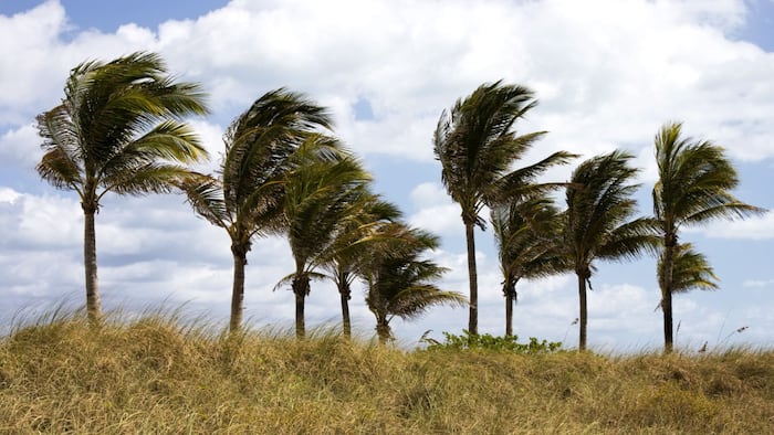 Palm trees