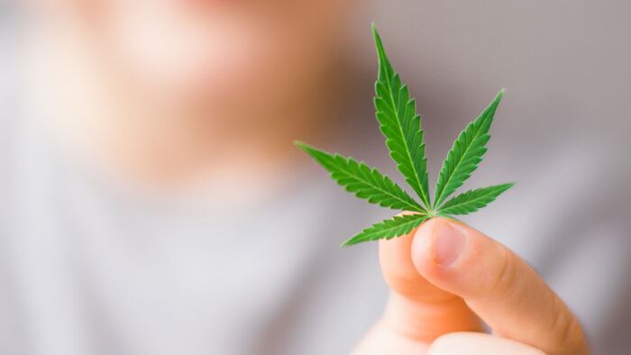 Smiling kid child holding a hemp leaf. Concepts of using marihuna for medicinal purposes for children, Medical use of non-psychoactive cannabidiol CBD