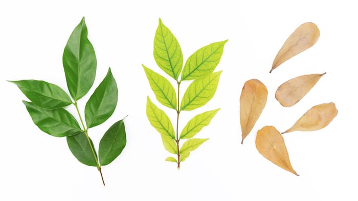 Three leaves