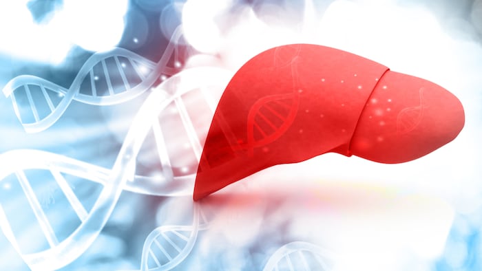 Liver