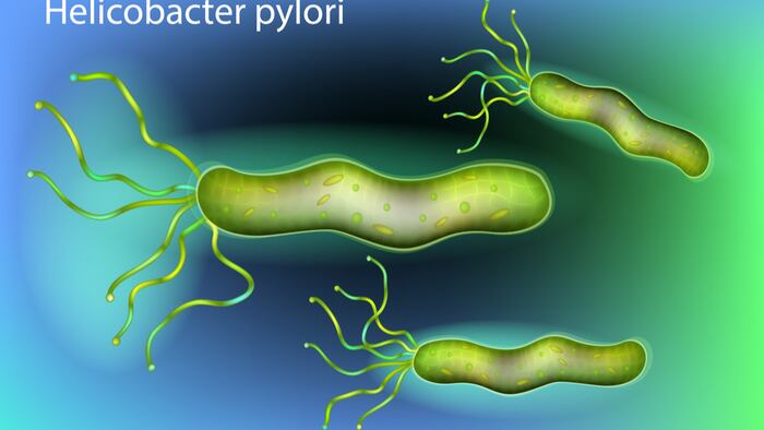 Helicobacter pylori