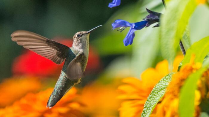 hummingbird