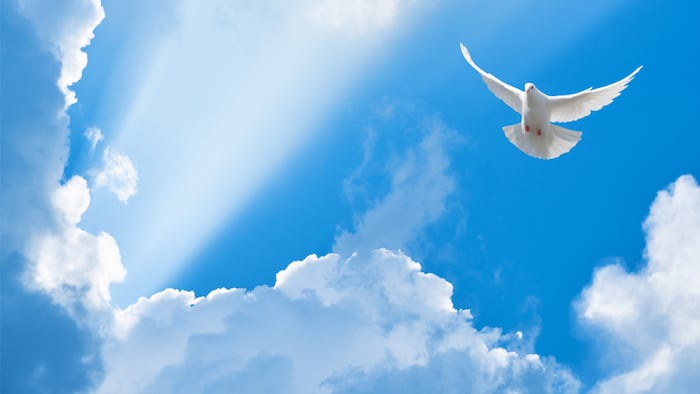 Dove