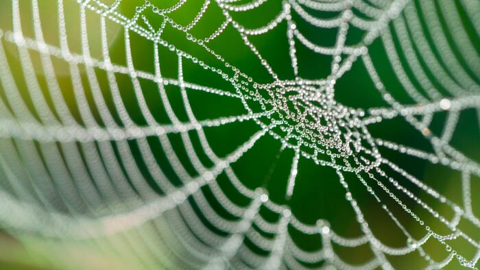 Web