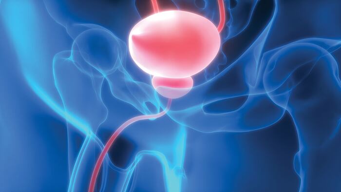 Human Body Organs (Urinary Bladder). 3D