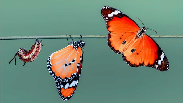 Butterfly