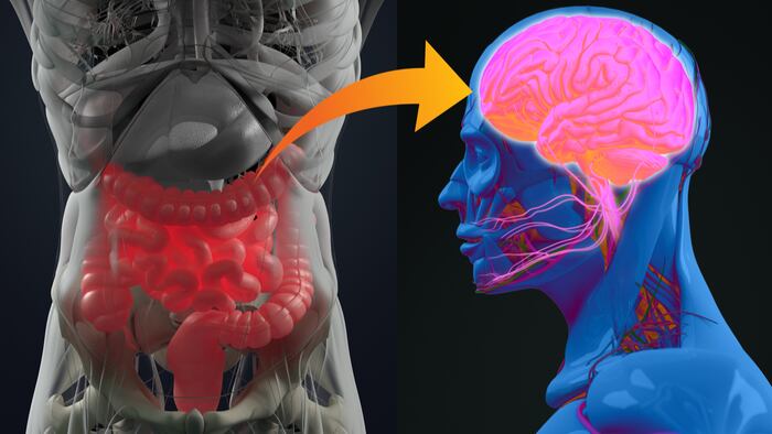Gut - Brain