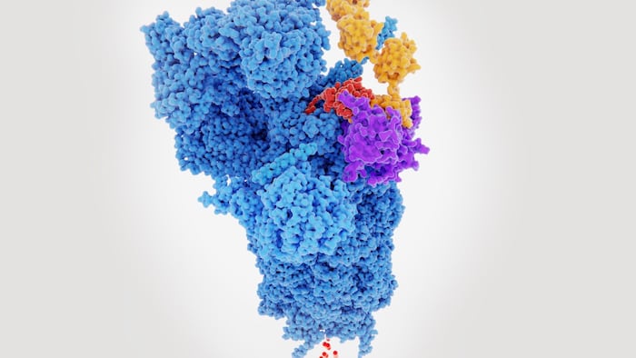 Protein degradation
