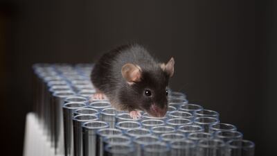 Animal Models: Adcomm Exposes Internal Rift In How FDA Defines ‘Translational’ For Purposes Of Confirmatory Evidence