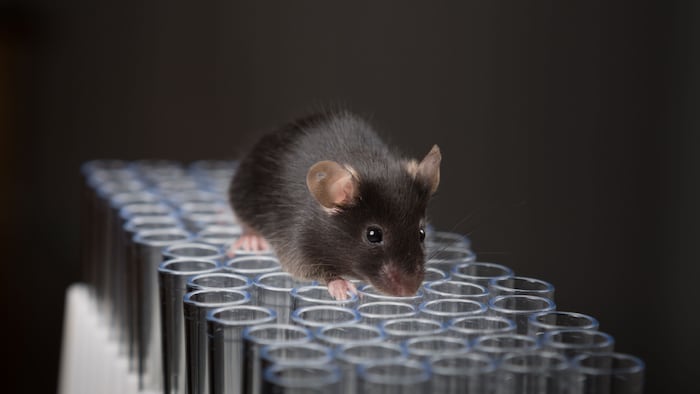 Mouse in lab