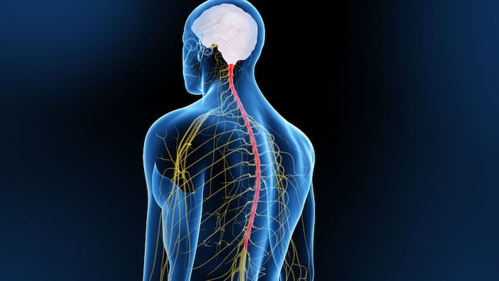 3D spinal cord