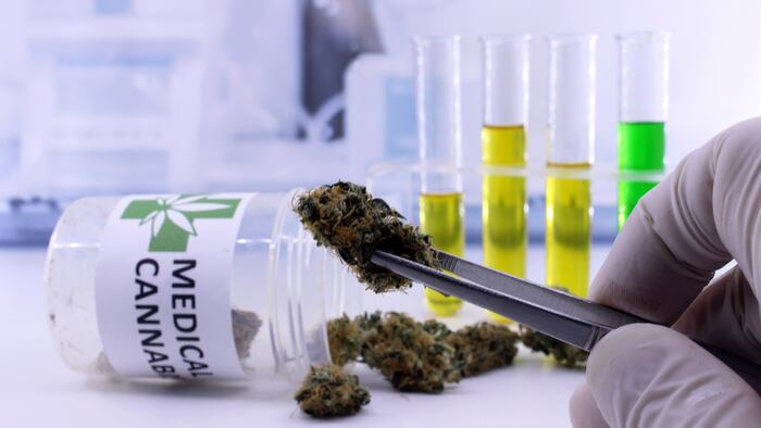 Cannabis