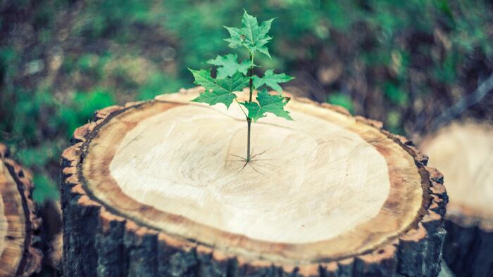 new growth in tree trunk