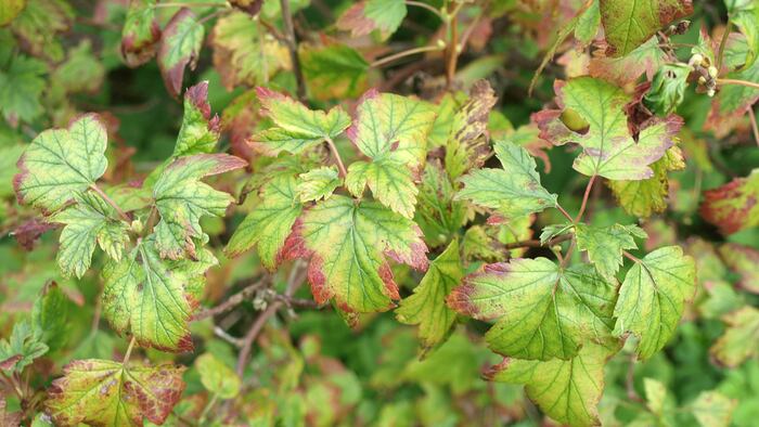 Leaves