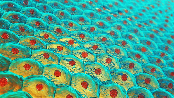 Illustration of human skin cells.