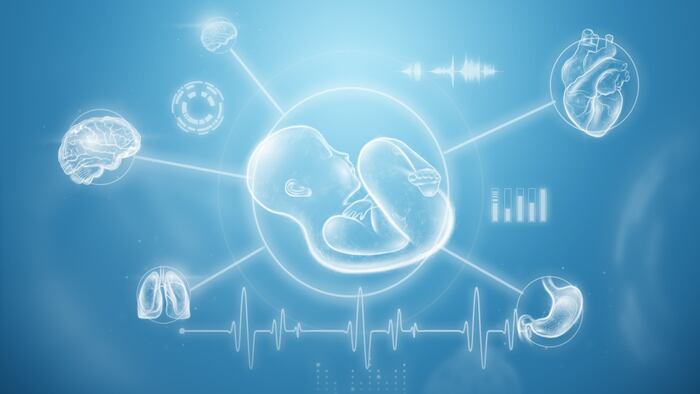 Fetal