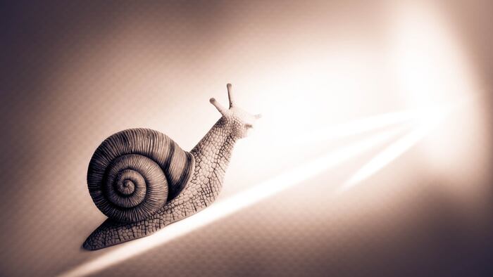 RS1808_Snail_400522162_1200.jpg