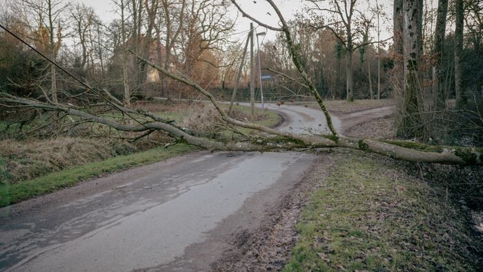 tree down
