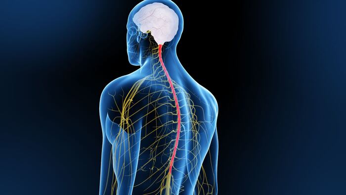3D spinal cord