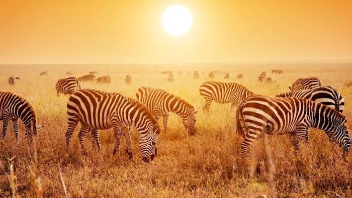 lots of zebras