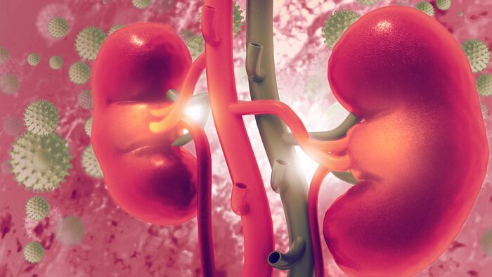Human kidney on scientific background. 3d illustration