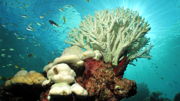 White color of hard corals is coral bleaching. The main cause of coral bleaching is heat stress resulting from high sea temperatures.