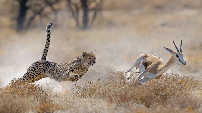 Hunting