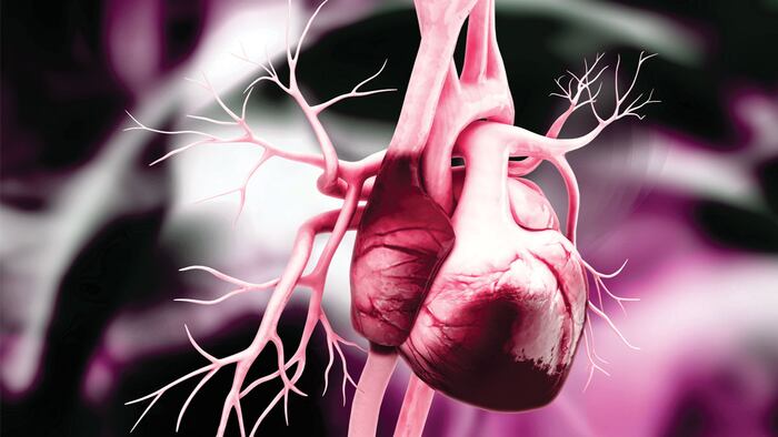 Anatomy of Human Heart