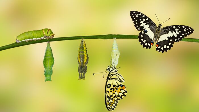 Butterfly
