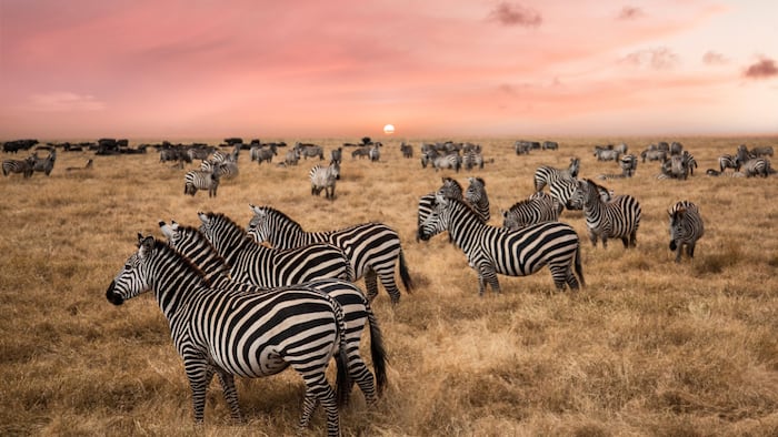 Zebras