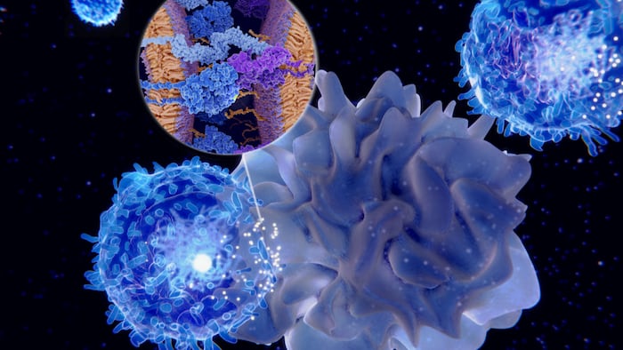 Immune response