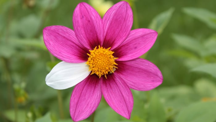 Rare flower