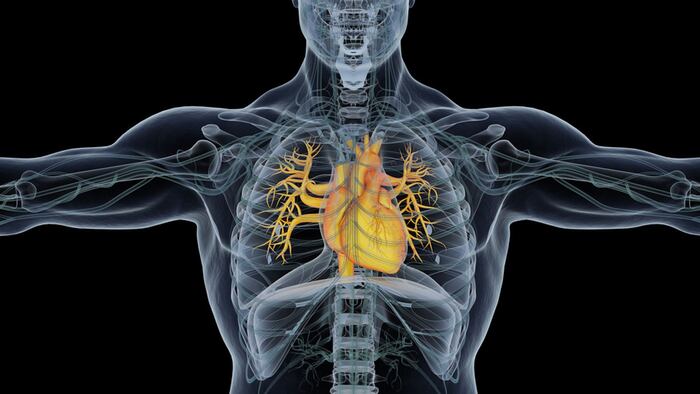 Human heart. 3d illustration.