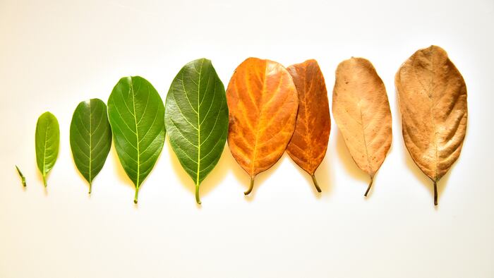 Leaves
