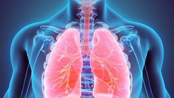 human-lungs