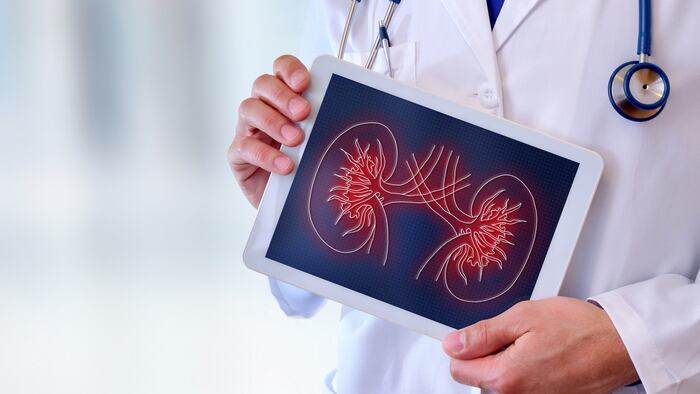 Doctor close-up of a doctor showing a picture of a kidney on a tablet in a hospital