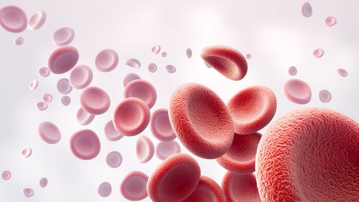 Human red blood cells