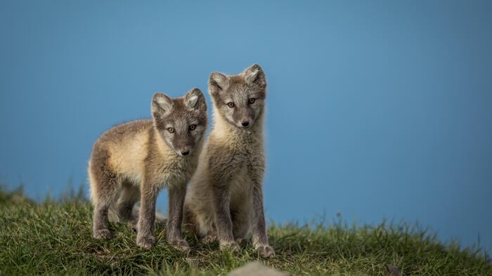 Two Cubs image Biohaven story