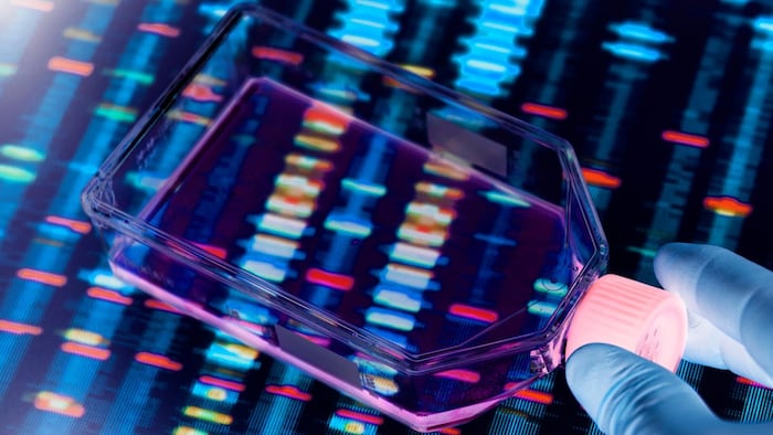 Genetic Engineering, Scientist viewing cells in a culture jar with a DNA profiles on a screen in the background illustrating gene editing