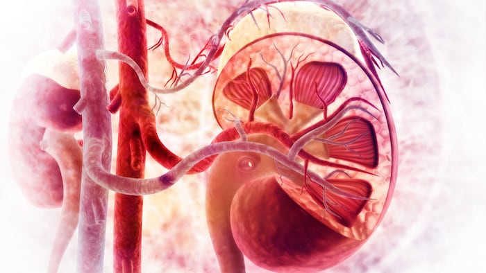 MT2008_Kidney Illustration_692941285_1200.jpg