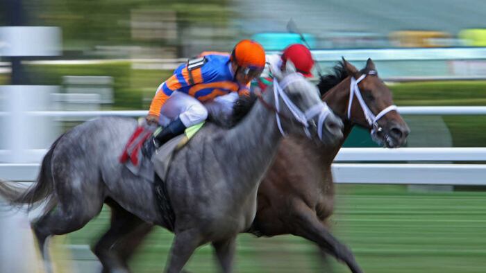 horse race