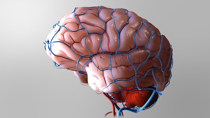 Brain