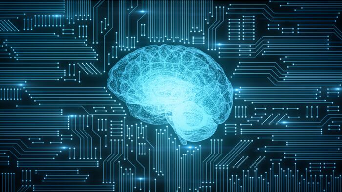Brain Circuitry