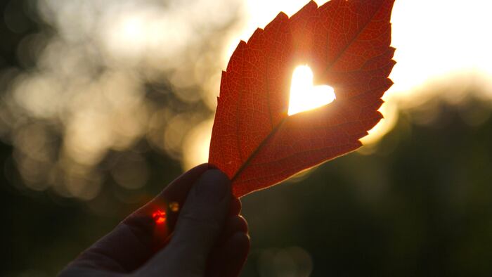 Autumn red leaf with cut heart in a hand - Image