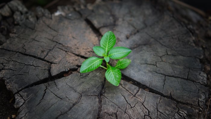 signs of recovery